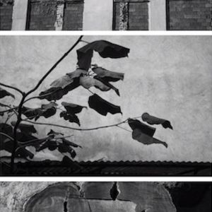 photo.hausbaum.jpg